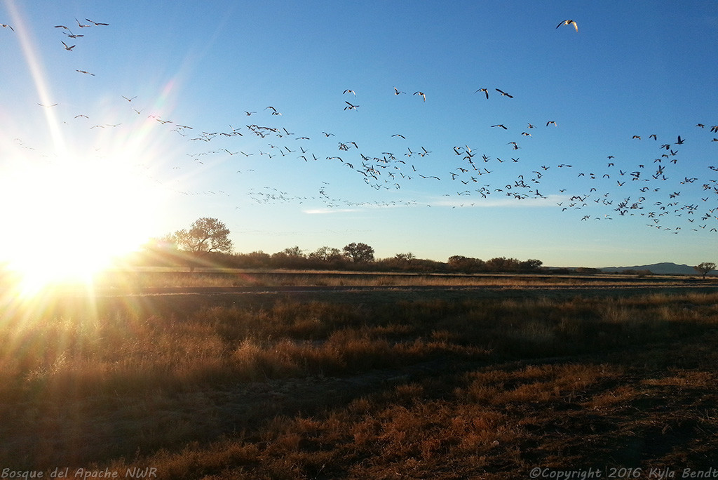 Morning at Bosque del Apache National Wildlife Refuge, New Mexico