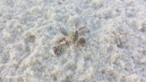 A little plant in the sand