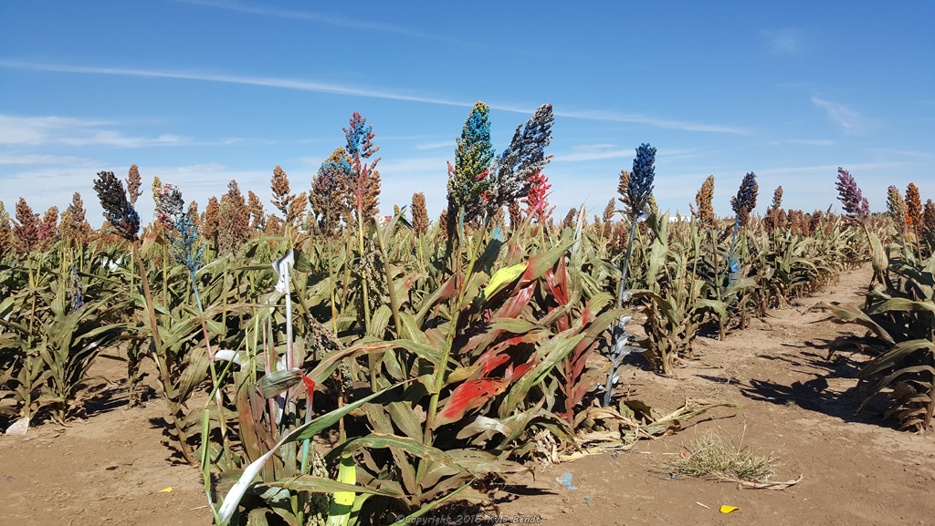 cadillac-ranch-painted-corn