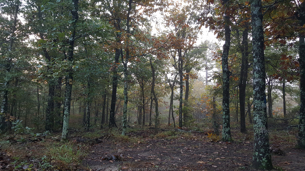 The fog here made the forest look so cool!