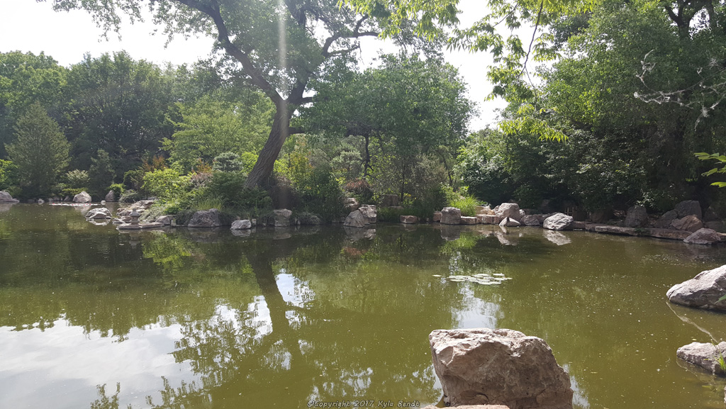albuquerquebotanicalgardenspond2