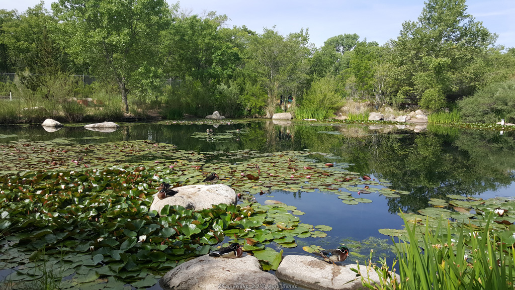 albuquerquebotanicalgardenspondducks