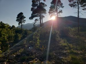 mountains, with the sun just about to go behind the tallest peak and tall ponderosa pines in the foreground